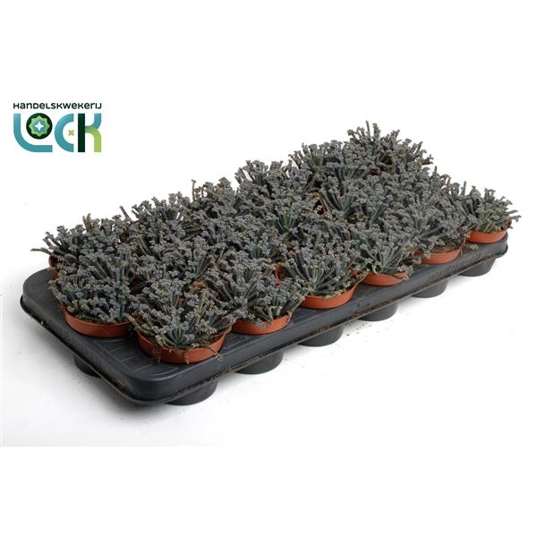 Горшечные цветы и растения оптом Kalanchoe Tubiflora от 18шт (для телеги) из Голландии с доставкой по России