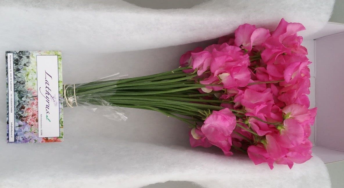 Срезанные цветы оптом Lathyrus winter sunshine pink dark от 50шт. из Голландии с доставкой по России