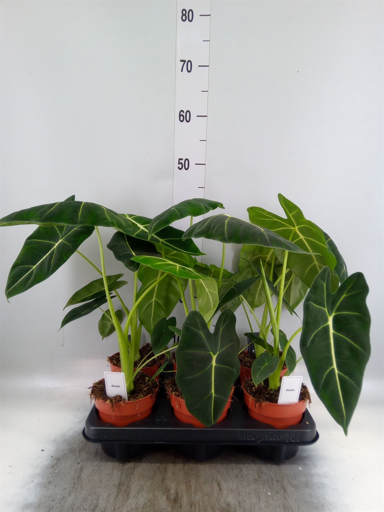 Горшечные цветы и растения оптом Alocasia   ... от 6шт (для телеги) из Голландии с доставкой по России