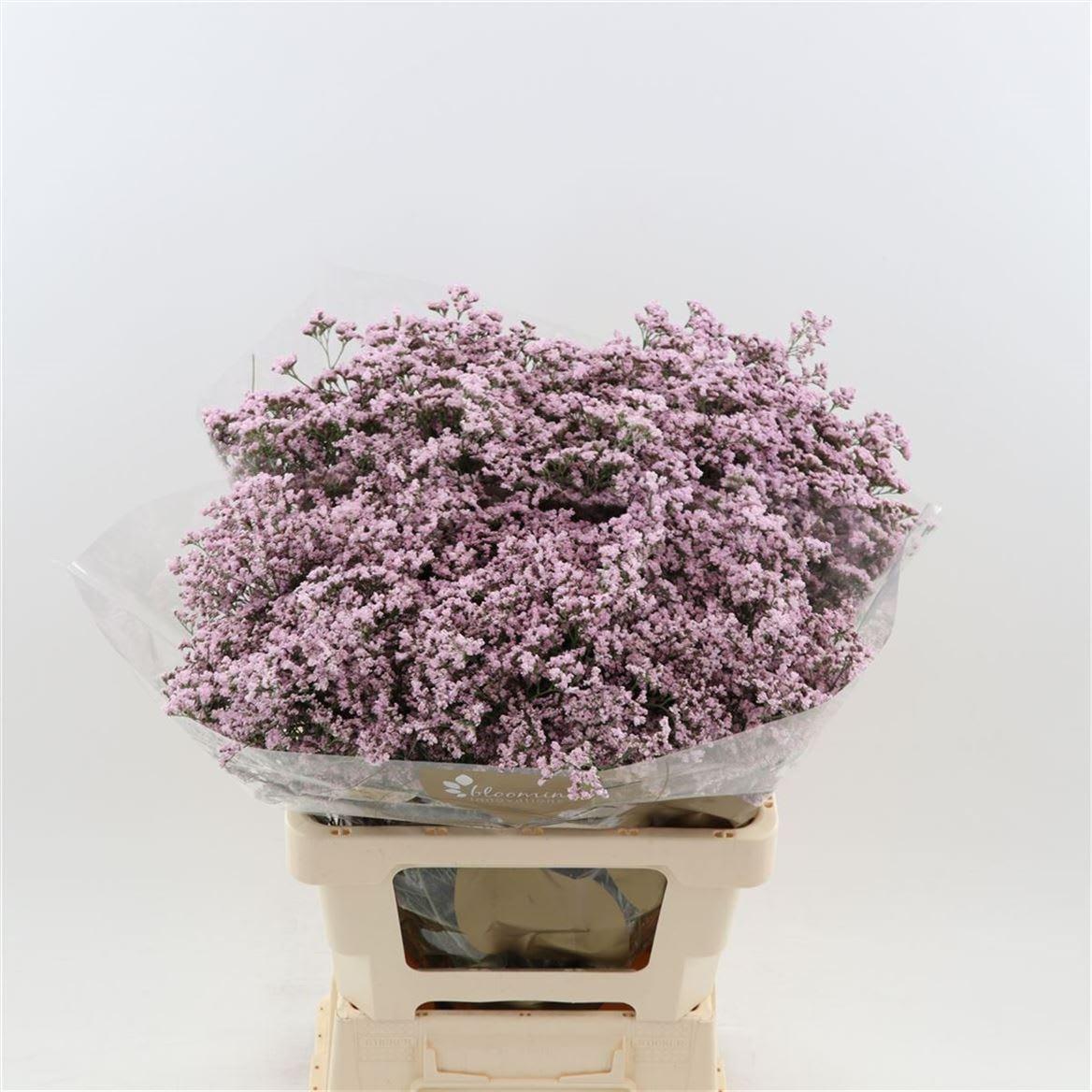 Срезанные цветы оптом Limonium safora oshi pink от 600шт из Голландии с доставкой по России