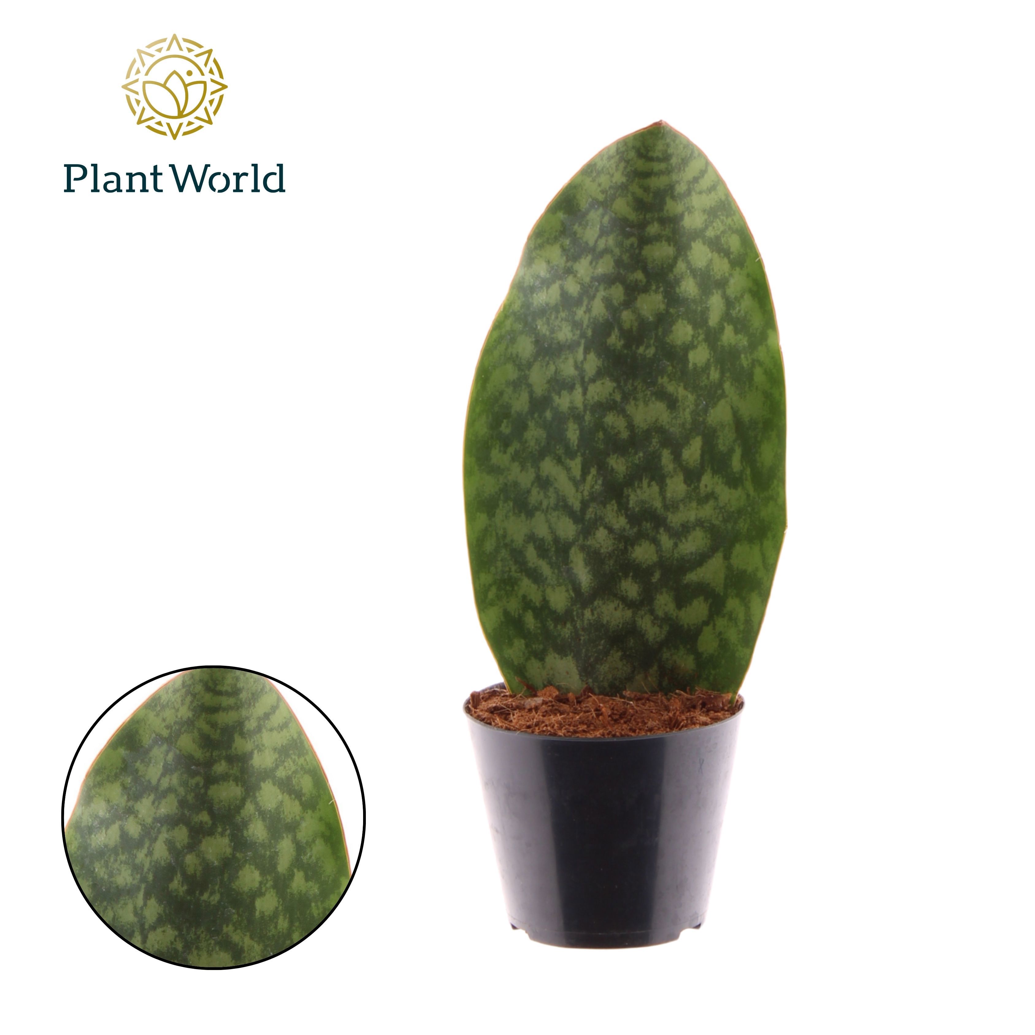 Горшечные цветы и растения оптом Sansevieria Masoniana Whale Fin от 11шт из Голландии с доставкой по России