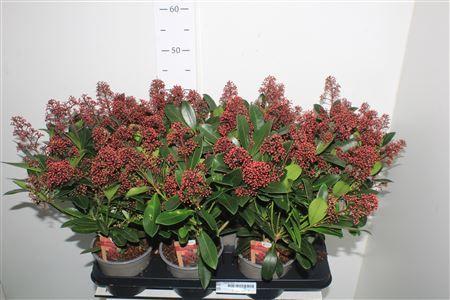 Горшечные цветы и растения оптом Skim J Rubella 15+ от 6шт из Голландии с доставкой по России