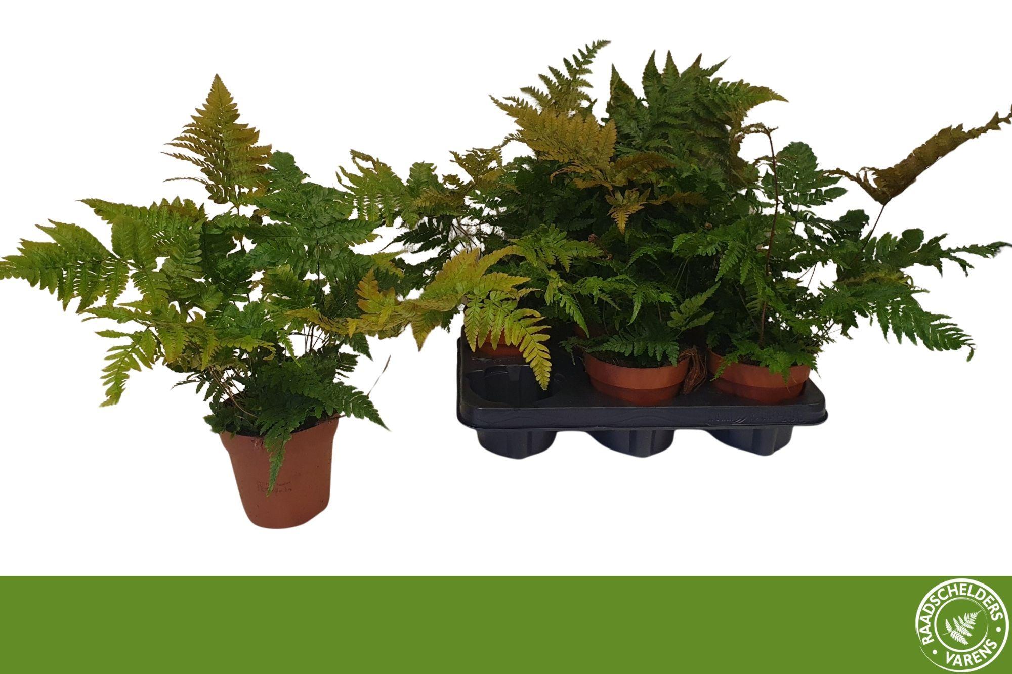 Горшечные цветы и растения оптом Dryopteris Erythroso от 6шт из Голландии с доставкой по России