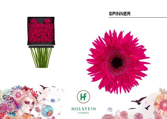 Срезанные цветы оптом Germini diamond gerspider spinner от 20шт из Голландии с доставкой по России