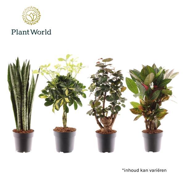 Горшечные цветы и растения оптом Plantmix Santorini (diverse Soorten) от 6шт из Голландии с доставкой по России