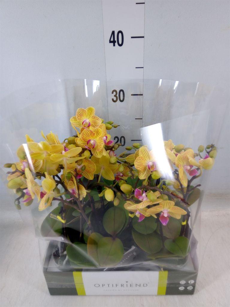 Горшечные цветы и растения оптом Phalaenopsis Multi.   ...yellow от 8шт (для телеги) из Голландии с доставкой по России