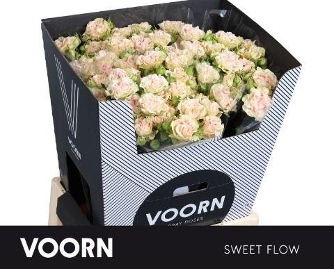 Срезанные цветы оптом Rosa spray sweet flow от 20шт из Голландии с доставкой по России