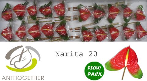 Срезанные цветы оптом Anthurium narita от 20шт из Голландии с доставкой по России