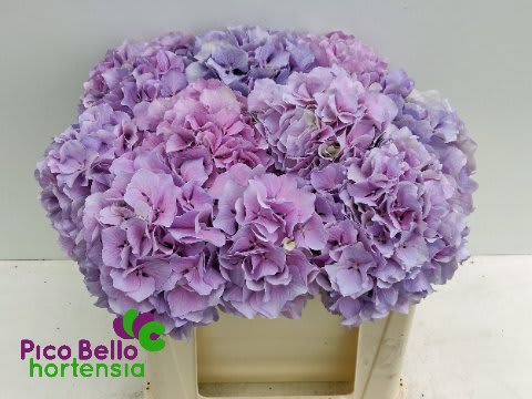 Срезанные цветы оптом Hydrangea royal benefit от 10шт из Голландии с доставкой по России