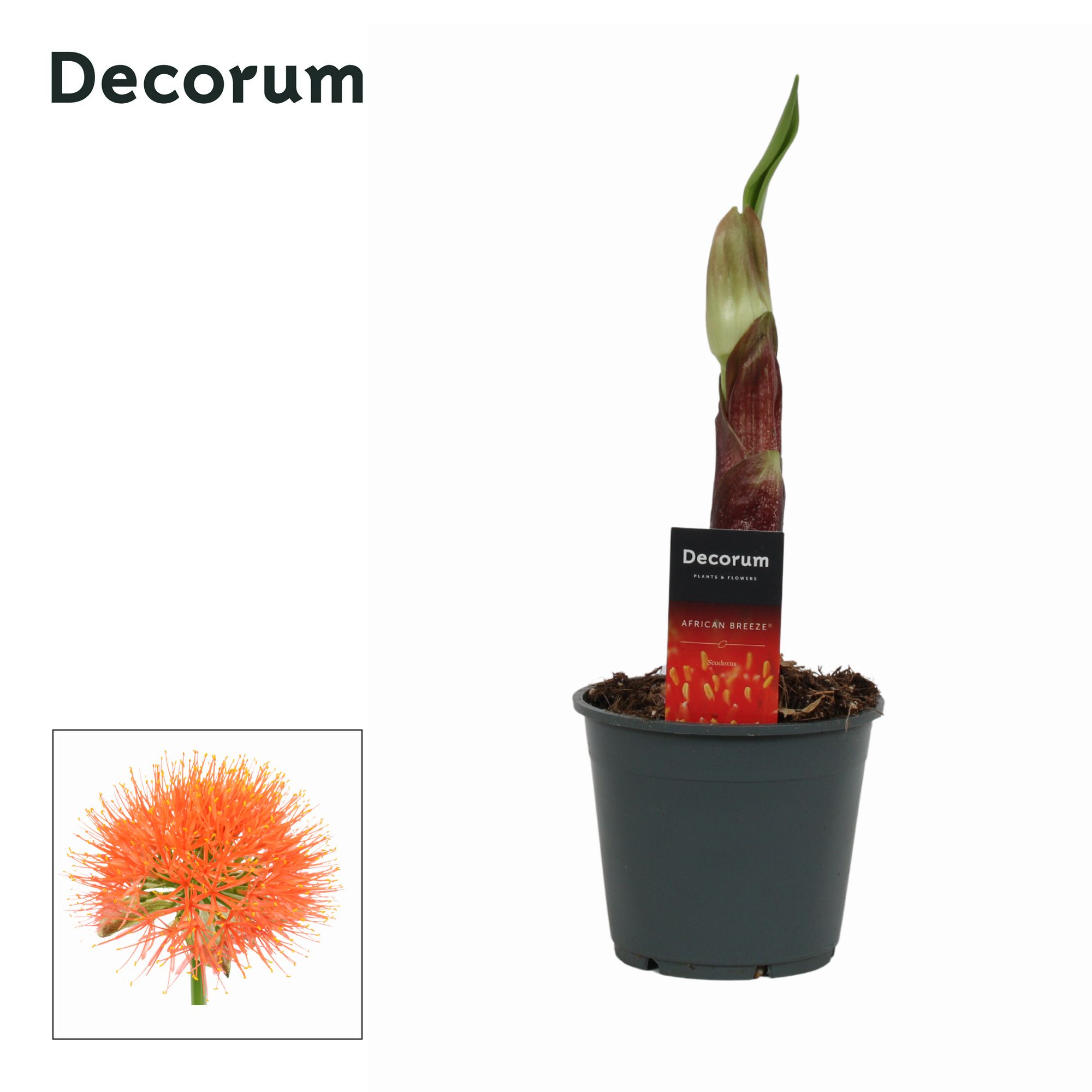 Горшечные цветы и растения оптом Scadoxus Multiflorus (decorum) от 7шт из Голландии с доставкой по России