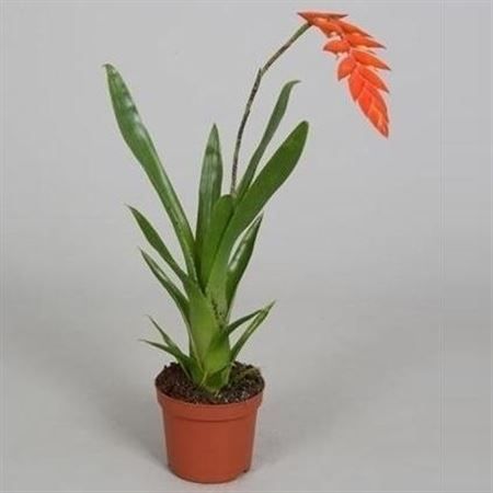 Горшечные цветы и растения оптом Tillandsia Dyeriana от 18шт (для телеги) из Голландии с доставкой по России