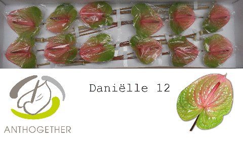 Срезанные цветы оптом Anthurium avo danielle от 10шт. из Голландии с доставкой по России