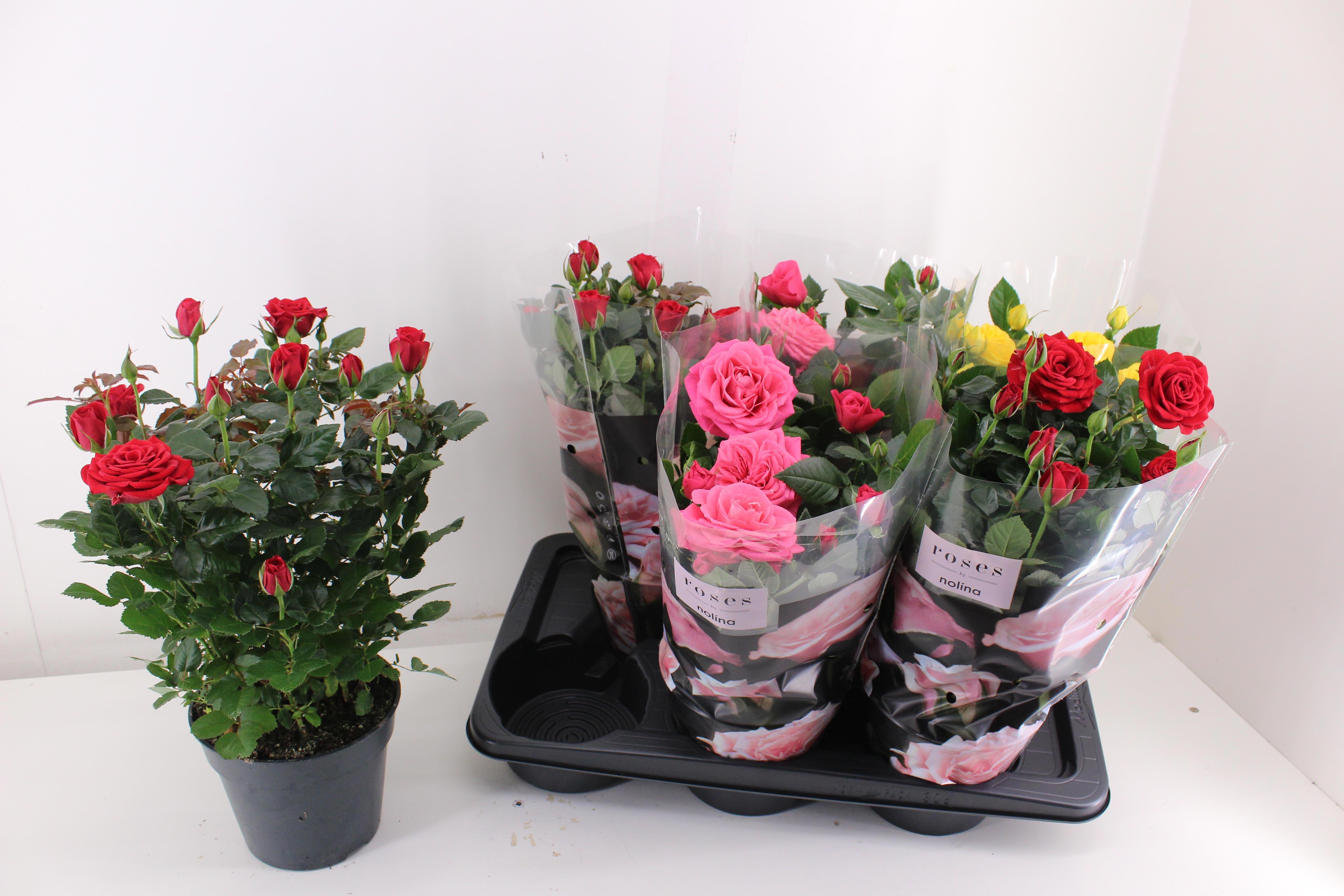 Горшечные цветы и растения оптом Ro Palace Gem 3 Srt от 6шт из Голландии с доставкой по России