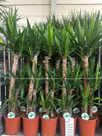 Горшечные цветы и растения оптом Yucca 90-60-30 2+ от 1шт из Голландии с доставкой по России