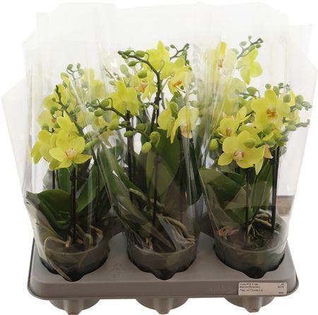 Горшечные цветы и растения оптом Phal Boquetto New Lime 3-5 Tak от 6шт из Голландии с доставкой по России