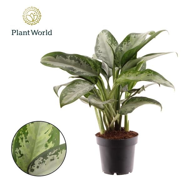 Горшечные цветы и растения оптом Aglaonema Jubilee Petite от 10шт из Голландии с доставкой по России Горшечные цветы и растения оптом Aglaonema Jubilee Petite от 10шт из Голландии с доставкой по России