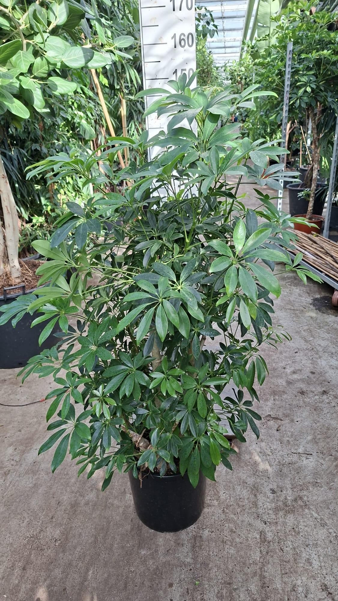 Горшечные цветы и растения оптом Schefflera Compacta Branched Bush от 1шт из Голландии с доставкой по России