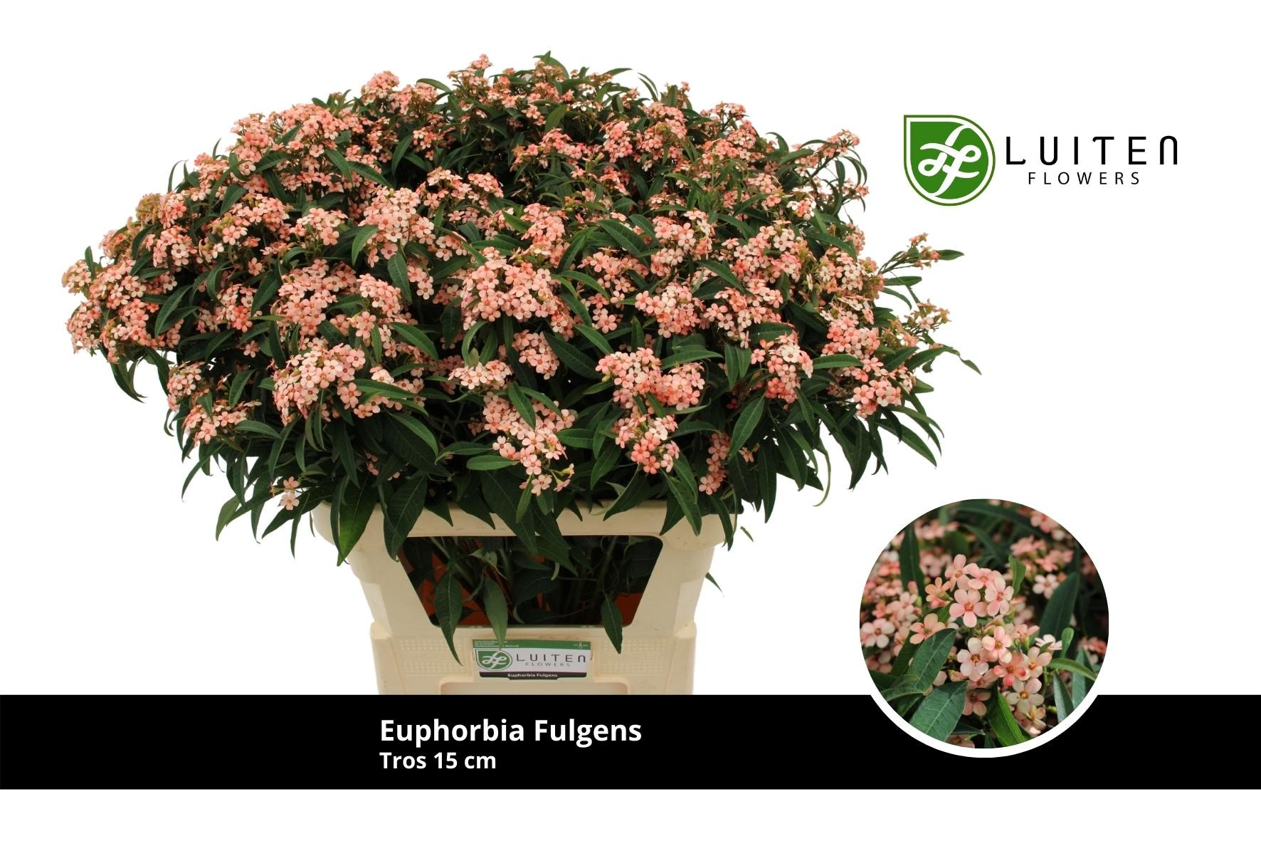 Срезанные цветы оптом Euphorbia sp pink baron от 60шт. из Голландии с доставкой по России