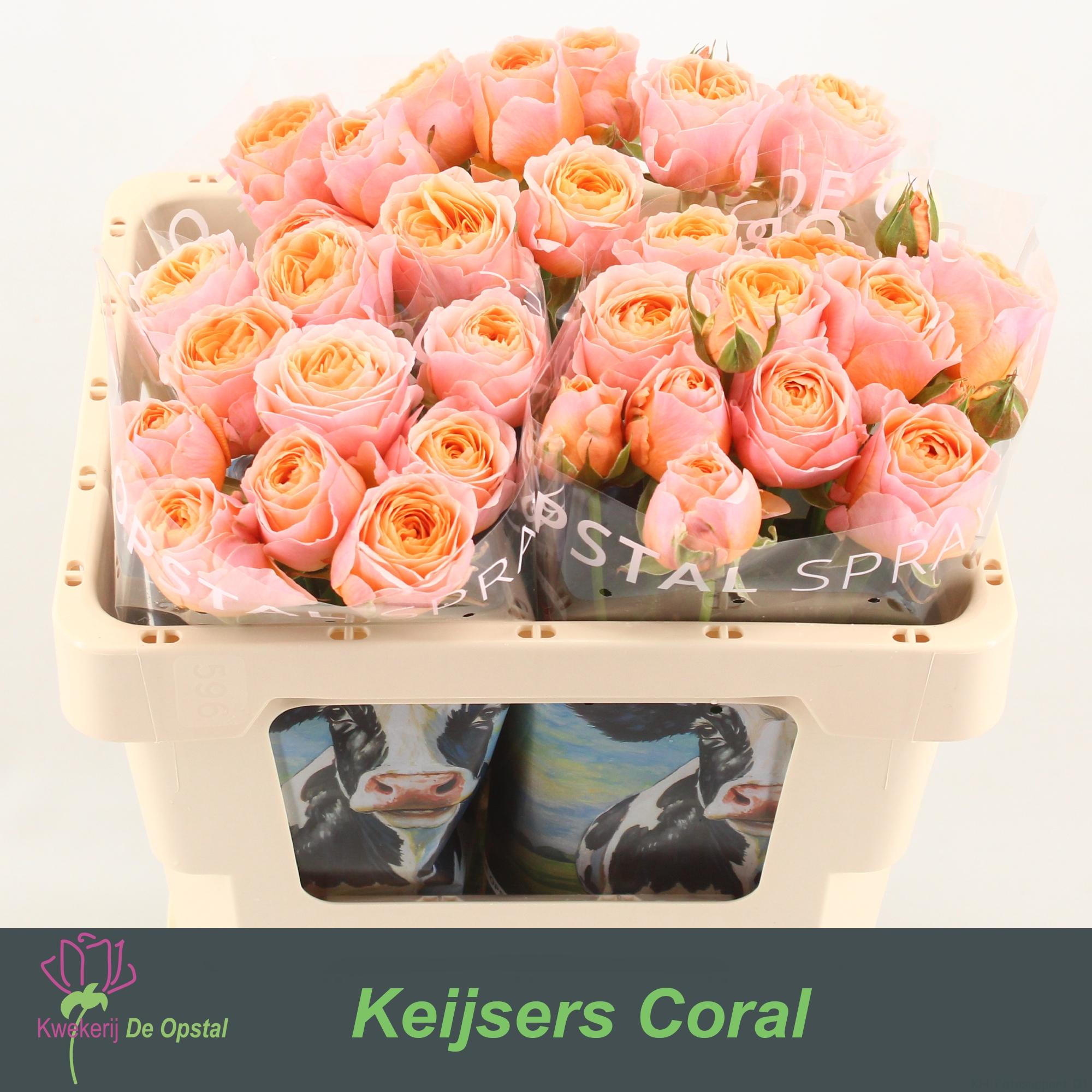 Срезанные цветы оптом Rosa spray keijsers coral от 30шт из Голландии с доставкой по России
