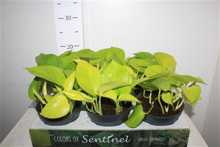 Горшечные цветы и растения оптом Epipr Pinnatum Golden Pothos от 6шт из Голландии с доставкой по России
