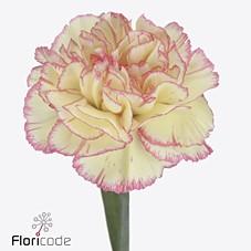 Срезанные цветы оптом Dianthus st spritz от 80шт из Голландии с доставкой по России