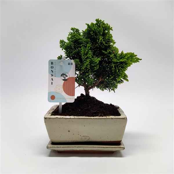 Горшечные цветы и растения оптом Bonsai Chamaecyparis Traditional от 10шт из Голландии с доставкой по России