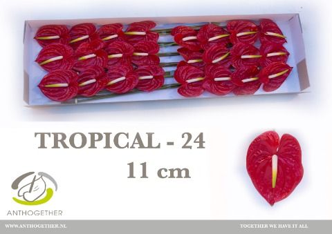 Срезанные цветы оптом Anthurium tropical от 24шт из Голландии с доставкой по России
