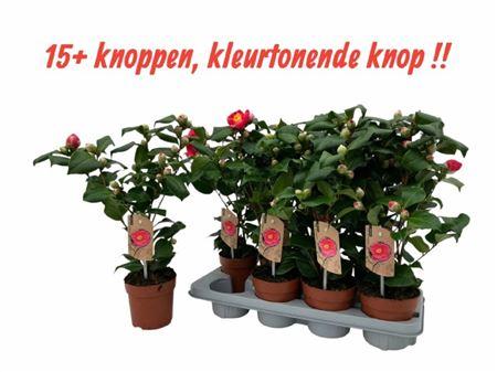 Горшечные цветы и растения оптом Came J Dr King от 8шт из Голландии с доставкой по России
