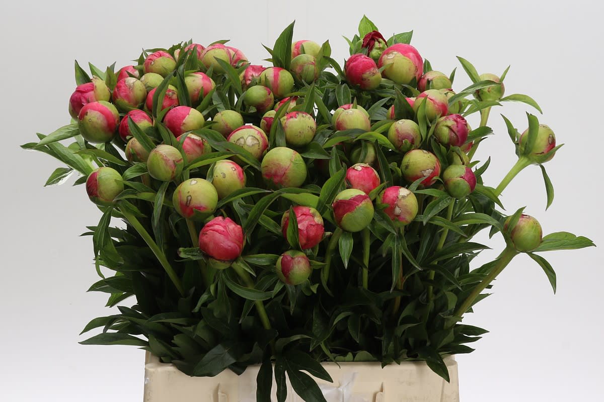Срезанные цветы оптом Paeonia coral charm от 60шт. из Голландии с доставкой по России