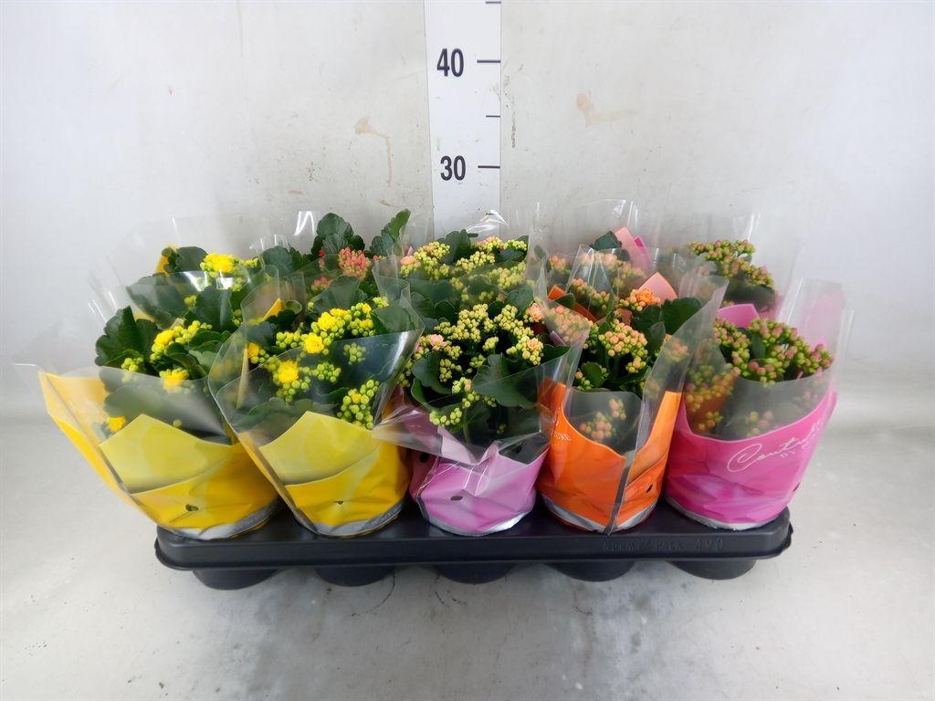 Горшечные цветы и растения оптом Kalanchoe Blos.   ..rosebud Mix  5 от 10шт из Голландии с доставкой по России