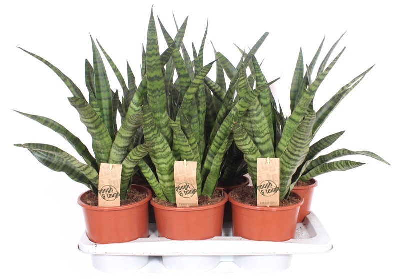 Горшечные цветы и растения оптом Sansevieria Diamond Green от 6шт из Голландии с доставкой по России