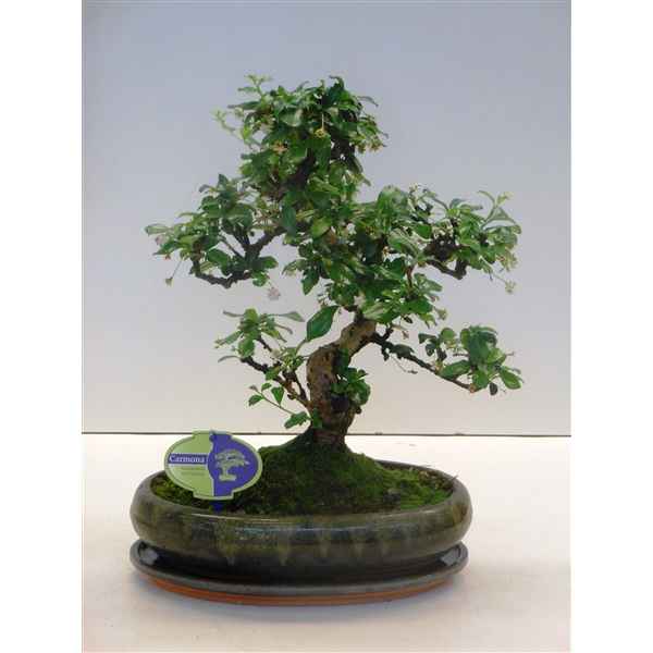 Горшечные цветы и растения оптом Bonsai Carmona Macrophylla, 29cm., Shape, With Dri от 2шт из Голландии с доставкой по России