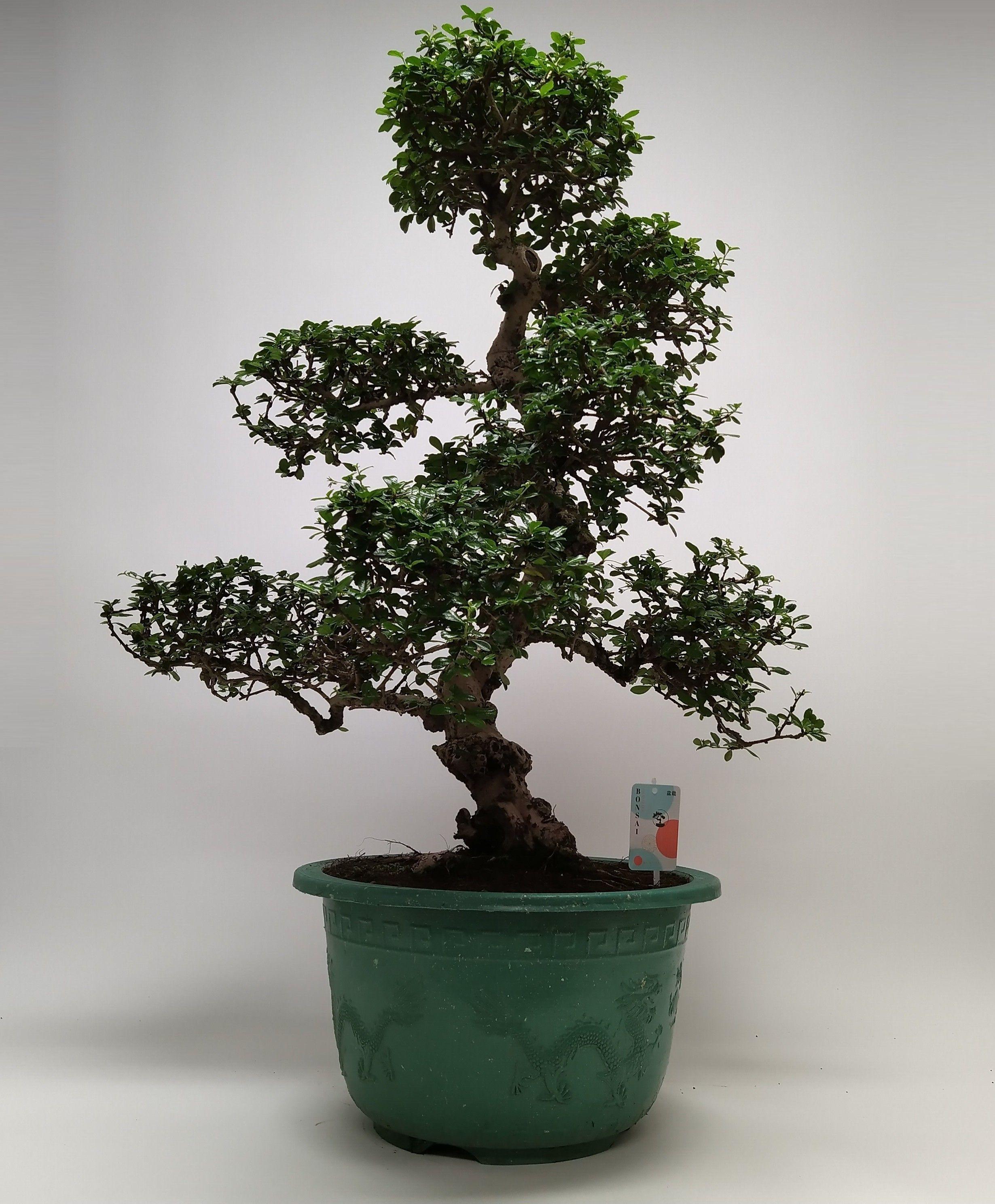 Горшечные цветы и растения оптом Bonsai Carmona S-shape In Pot от 1шт из Голландии с доставкой по России