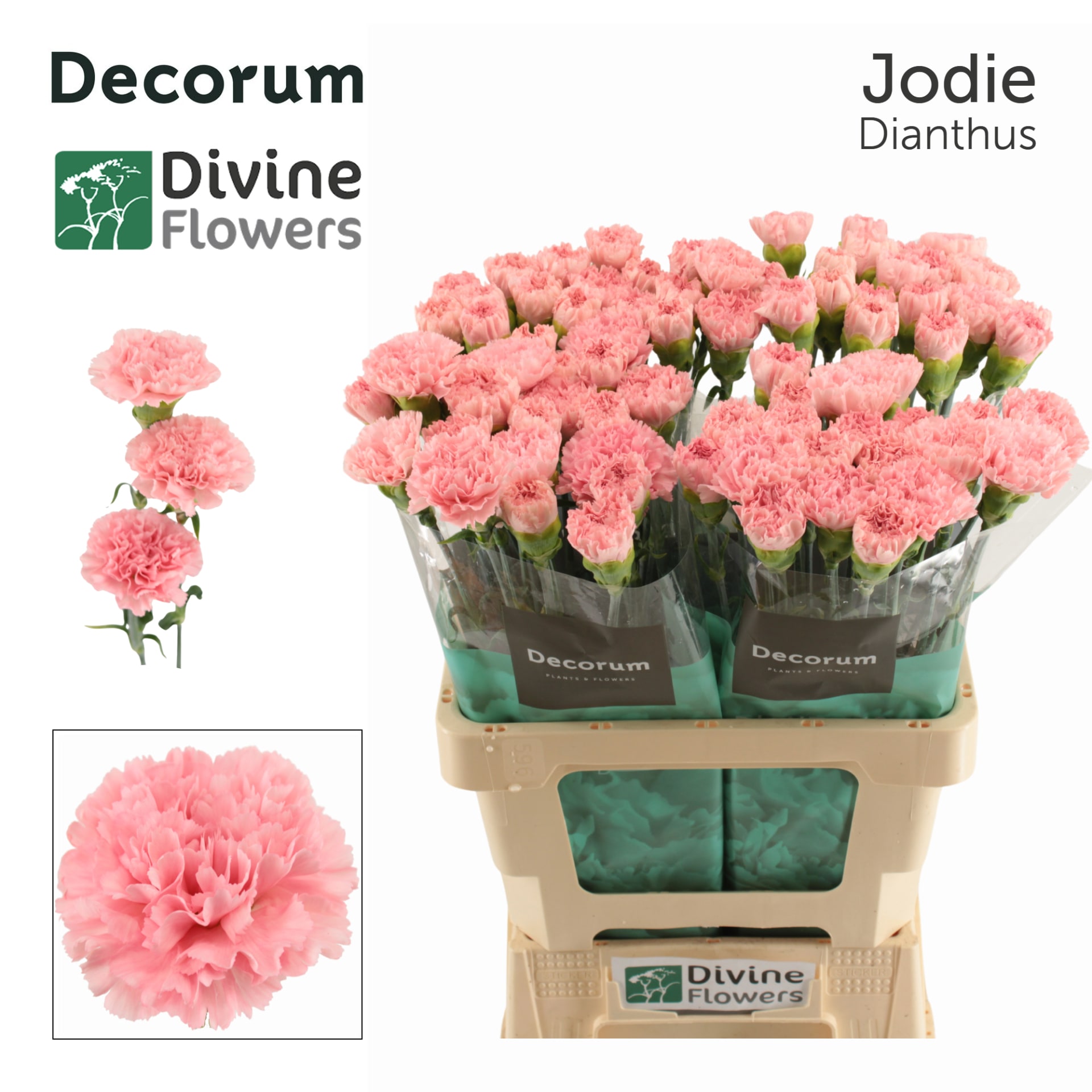 Срезанные цветы оптом Dianthus st jodie от 80шт. из Голландии с доставкой по России