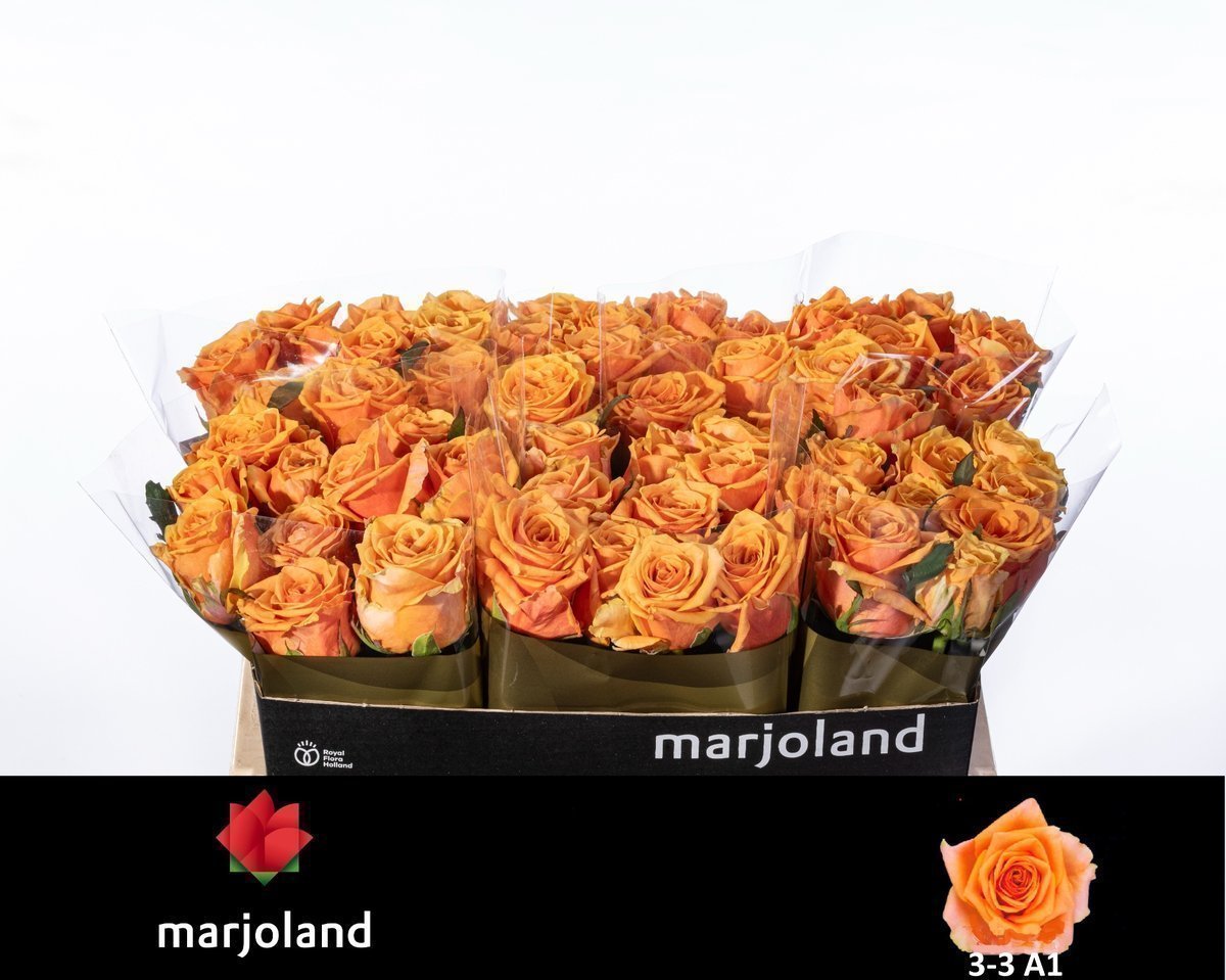 Срезанные цветы оптом Rosa large novi! от 60шт из Голландии с доставкой по России