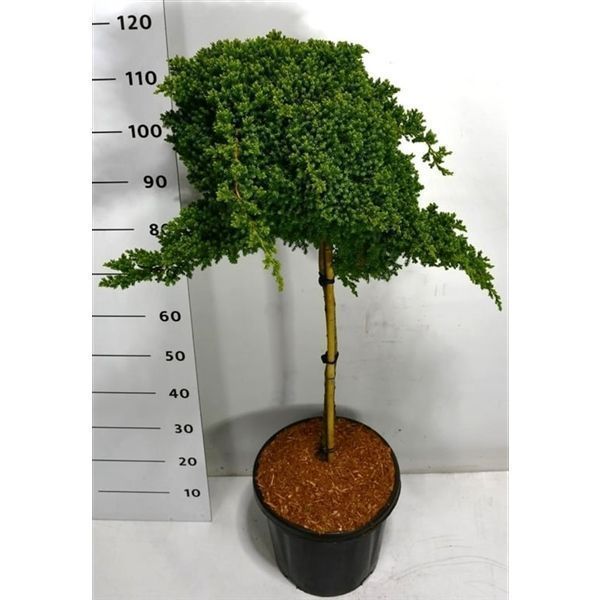 Горшечные цветы и растения оптом Juniperus Proc Nana On Stem от 1шт из Голландии с доставкой по России