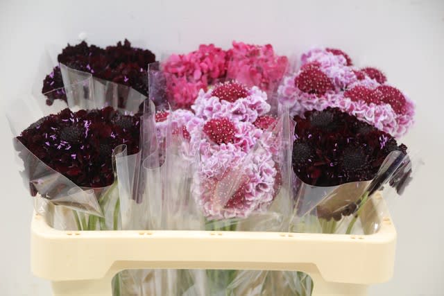 Срезанные цветы оптом Scabiosa mix in bucket от 60шт из Голландии с доставкой по России