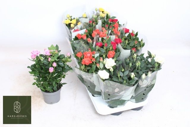 Горшечные цветы и растения оптом Ro Kordana Gem 5 Srt от 12шт из Голландии с доставкой по России