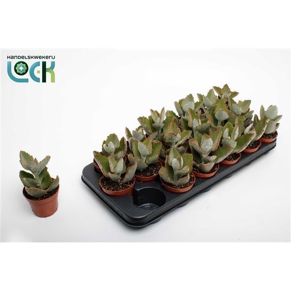 Горшечные цветы и растения оптом Kalanchoe Beharensis Dark от 18шт из Голландии с доставкой по России