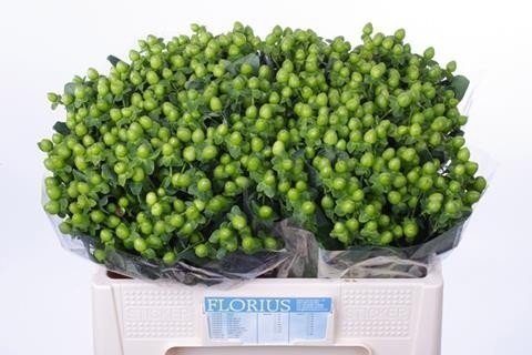 Срезанные цветы оптом Hypericum coco bamboo от 100шт из Голландии с доставкой по России