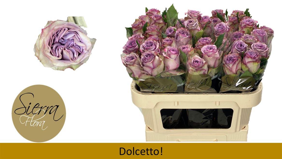 Срезанные цветы оптом Rosa large dolcetto от 40шт из Голландии с доставкой по России