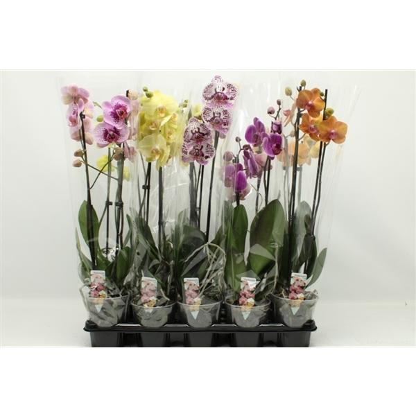 Горшечные цветы и растения оптом Phal 1st Mix 8+ (phalaenova) от 10шт из Голландии с доставкой по России
