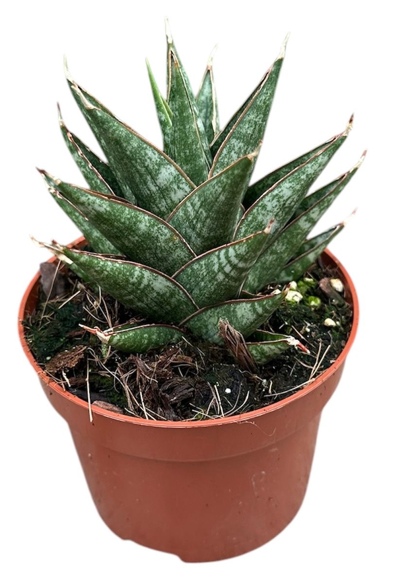 Горшечные цветы и растения оптом Sansevieria Table Mountain от 1шт (для телеги) из Голландии с доставкой по России