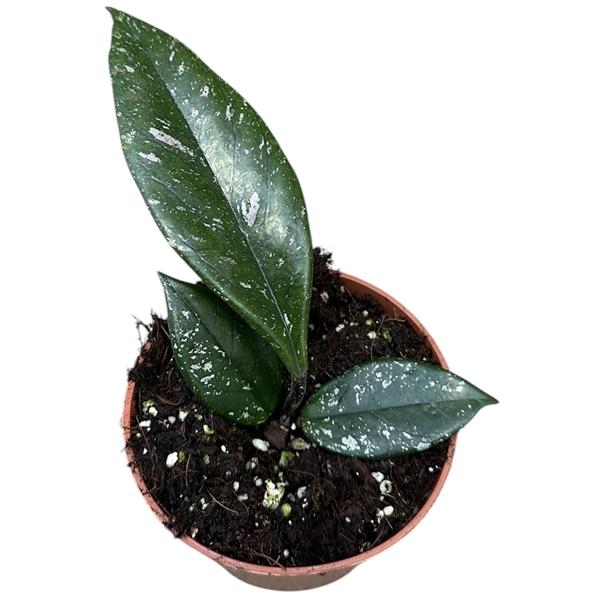 Горшечные цветы и растения оптом Hoya Carnosa Stardust от 1шт из Голландии с доставкой по России