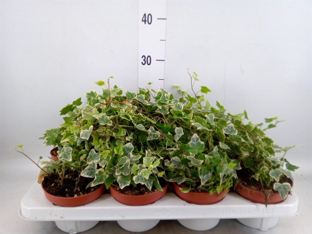 Горшечные цветы и растения оптом Hedera   ...variegated от 8шт из Голландии с доставкой по России