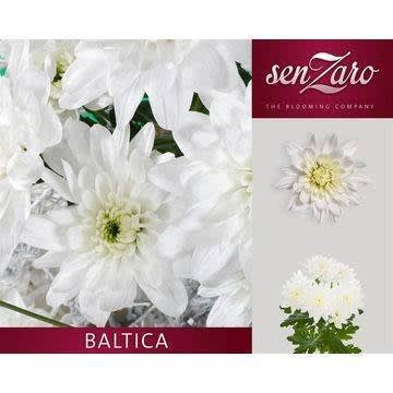 Срезанные цветы оптом Chrys sp baltica от 80шт.. из Голландии с доставкой по России