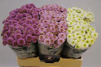 Срезанные цветы оптом Chrys sa mix pompon 3 colours от 75шт из Голландии с доставкой по России