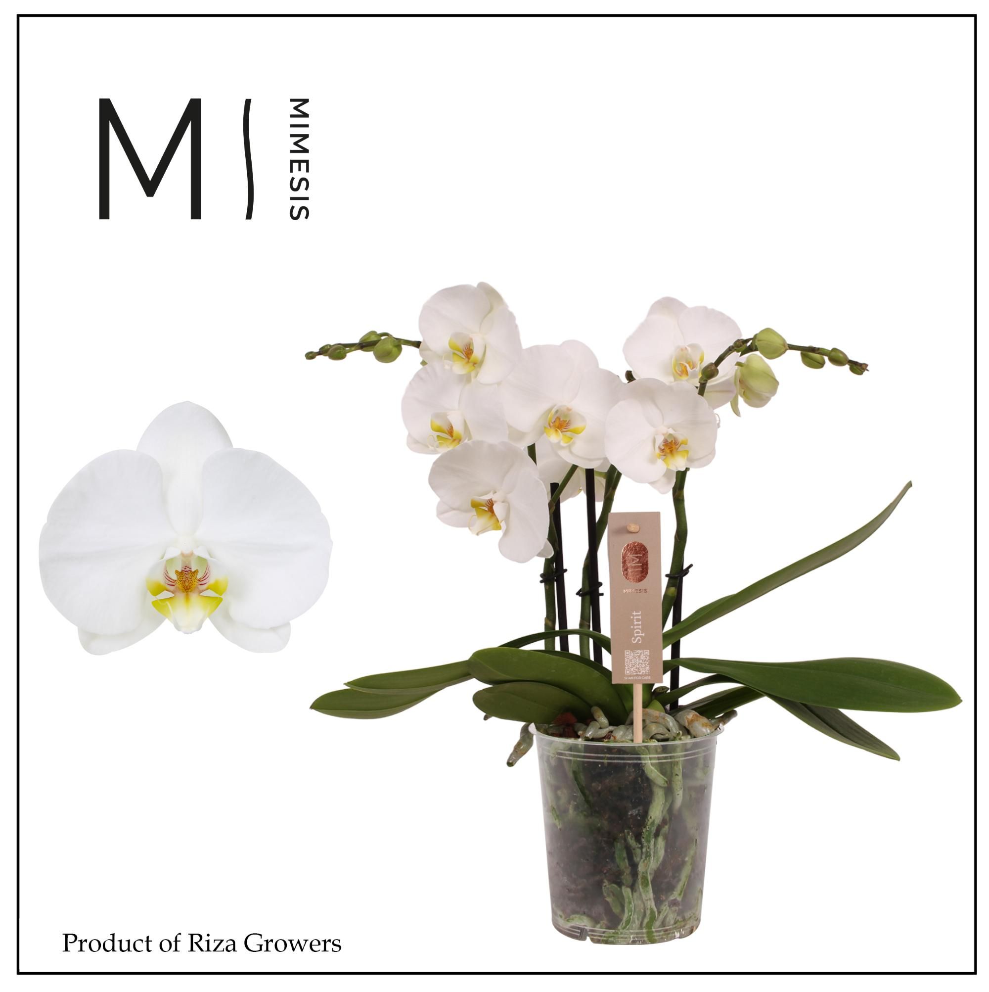 Горшечные цветы и растения оптом Phal 3st Spirit White 20+ (mimesis) от 6шт из Голландии с доставкой по России