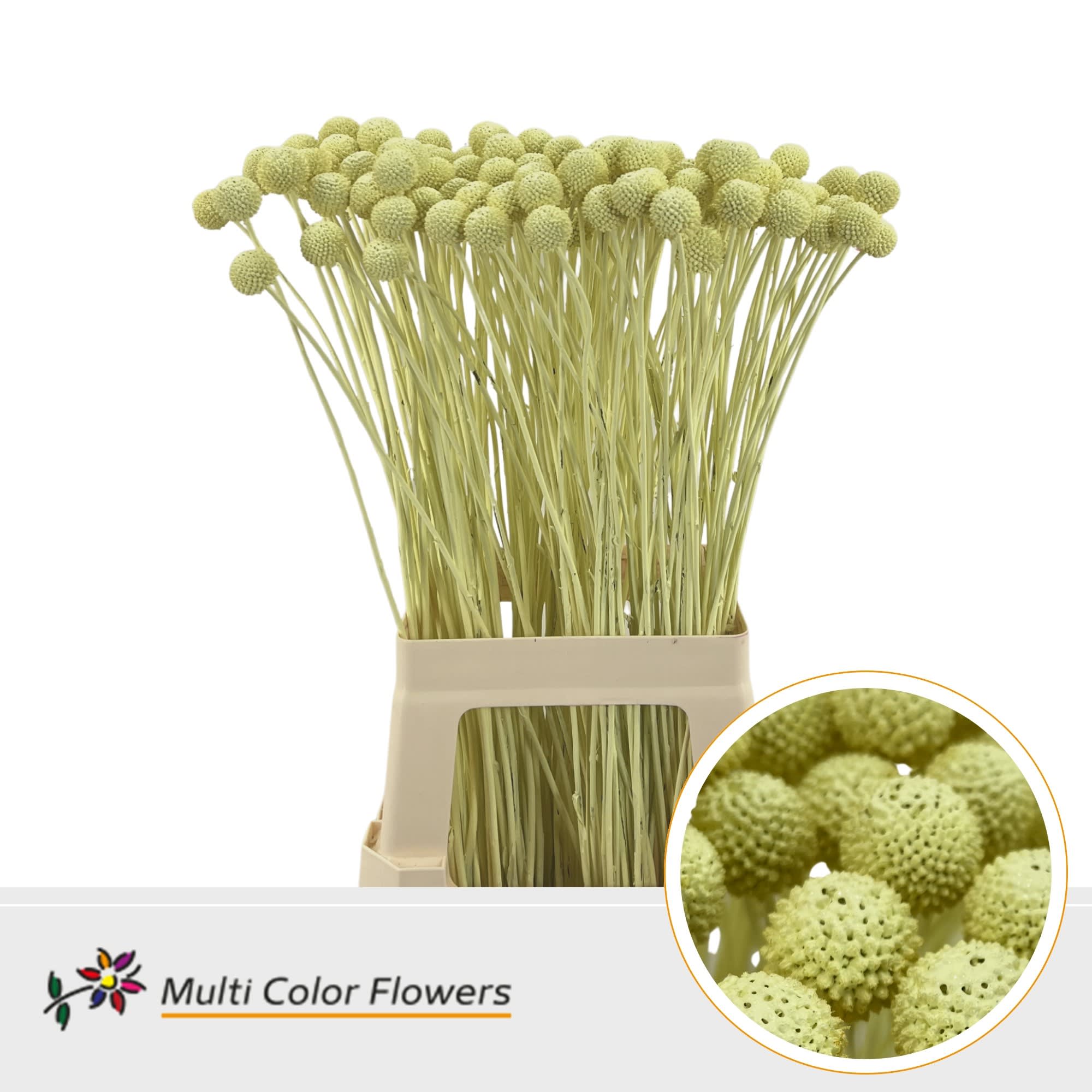 Срезанные цветы оптом Craspedia paint creme от 200шт из Голландии с доставкой по России