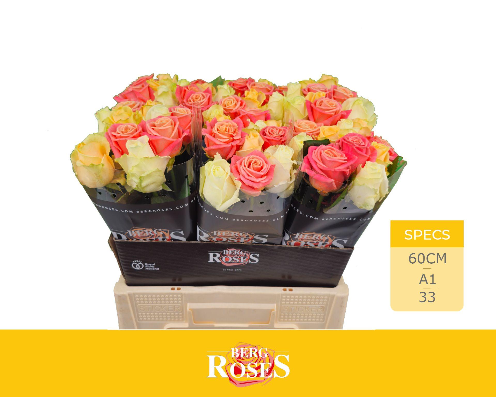 Срезанные цветы оптом Rosa large avalanche+ pastel (mixbunch) от 60шт из Голландии с доставкой по России